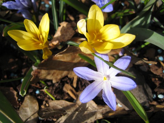 Krokus, Vårstjärna {  } 