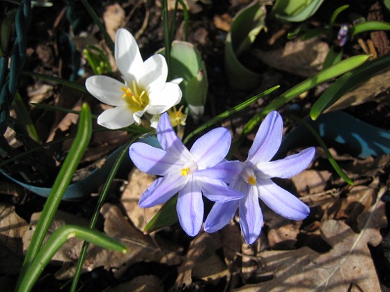 Krokus, Vårstjärna {  } 