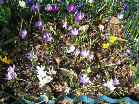 Krokus  
  
2011-04-10 028  
Granudden  
Färjestaden  
Öland