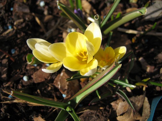 Krokus  
  
2011-04-10 029  
Granudden  
Färjestaden  
Öland