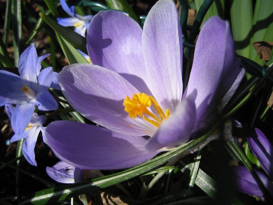 Krokus  
  
2011-04-15 005  
Granudden  
Färjestaden  
Öland