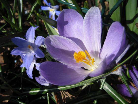 Krokus  
  
2011-04-15 006  
Granudden  
Färjestaden  
Öland