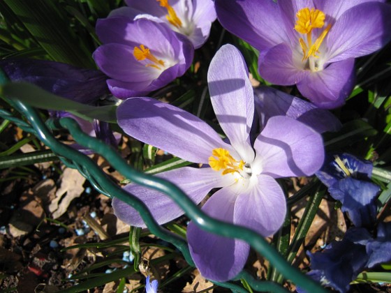 Krokus  
  
2011-04-15 008  
Granudden  
Färjestaden  
Öland