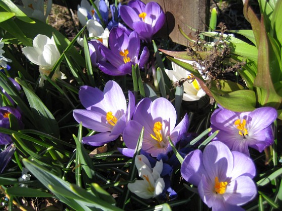 Krokus  
  
2011-04-15 009  
Granudden  
Färjestaden  
Öland