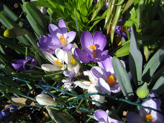 Krokus  
  
2011-04-15 010  
Granudden  
Färjestaden  
Öland