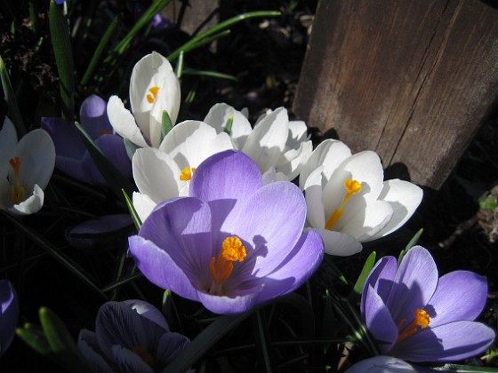 Krokus  
  
2011-04-15 012  
Granudden  
Färjestaden  
Öland