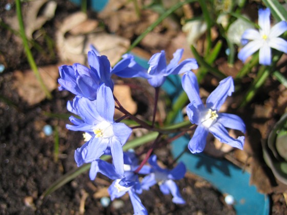 Vårstjärna  
  
2011-04-15 014  
Granudden  
Färjestaden  
Öland