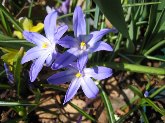 Vårstjärna  
  
2011-04-15 015  
Granudden  
Färjestaden  
Öland