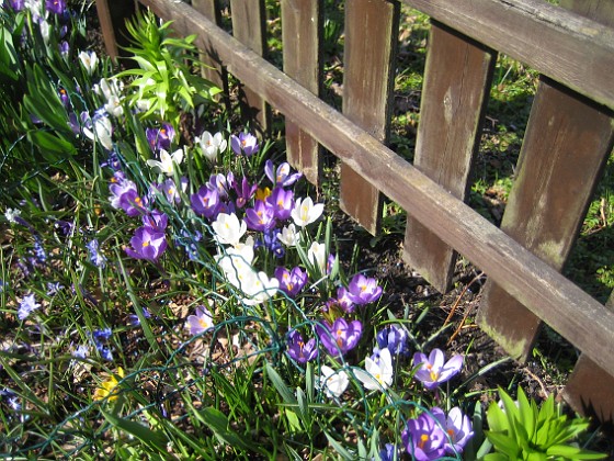 Krokus  
  
2011-04-15 022  
Granudden  
Färjestaden  
Öland