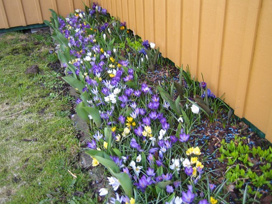 Krokus  
  
2011-04-15 024  
Granudden  
Färjestaden  
Öland