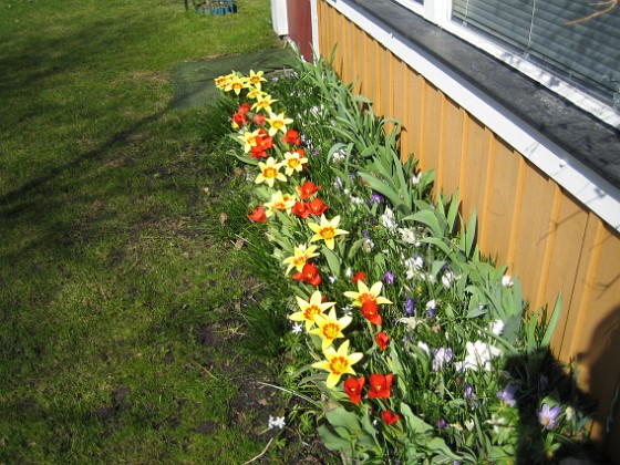 Tulpaner  
  
2011-04-15 026  
Granudden  
Färjestaden  
Öland