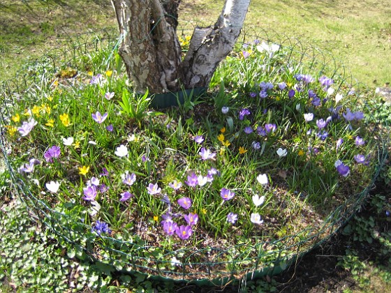 Krokus  
  
2011-04-15 038  
Granudden  
Färjestaden  
Öland