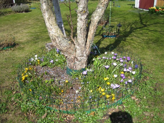 Krokus  
  
2011-04-15 039  
Granudden  
Färjestaden  
Öland