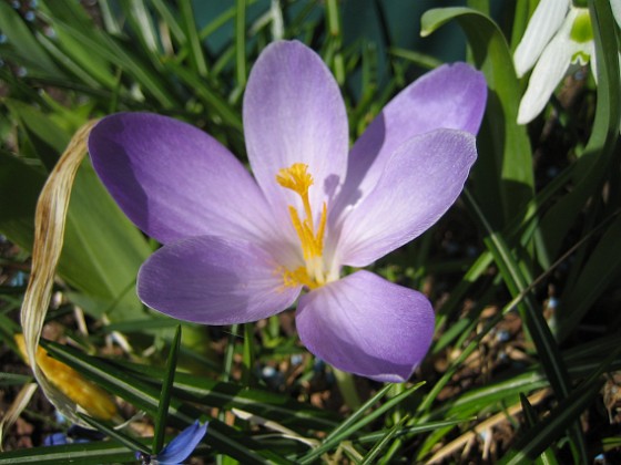 Krokus  
  
2011-04-15 040  
Granudden  
Färjestaden  
Öland