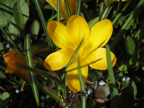 Krokus  
  
2011-04-15 041  
Granudden  
Färjestaden  
Öland