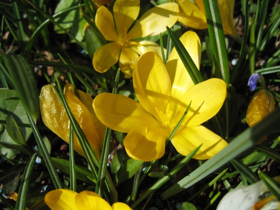 Krokus  
  
2011-04-15 042  
Granudden  
Färjestaden  
Öland