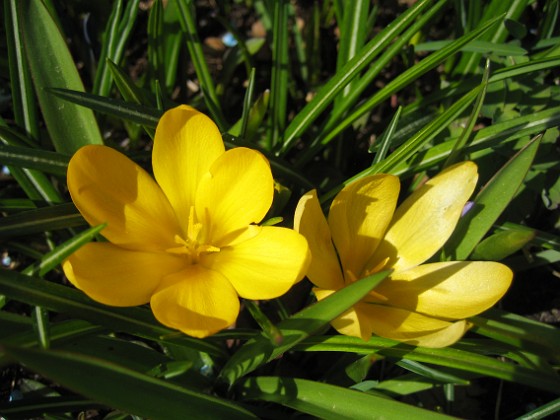 Krokus  
  
2011-04-15 044  
Granudden  
Färjestaden  
Öland