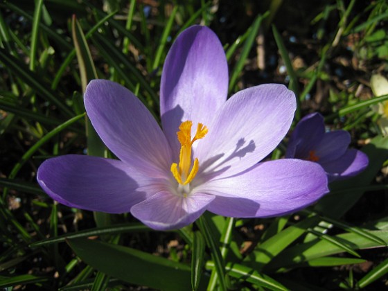 Krokus  
  
2011-04-15 045  
Granudden  
Färjestaden  
Öland