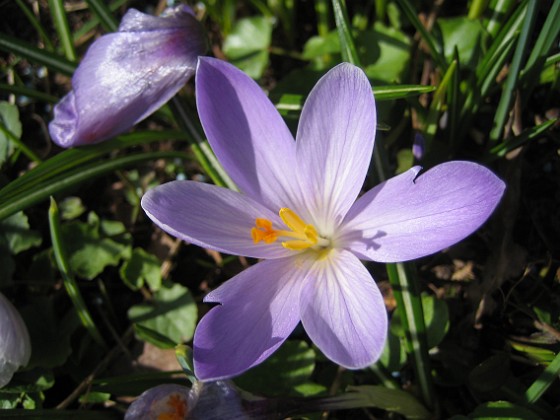 Krokus  
  
2011-04-15 046  
Granudden  
Färjestaden  
Öland