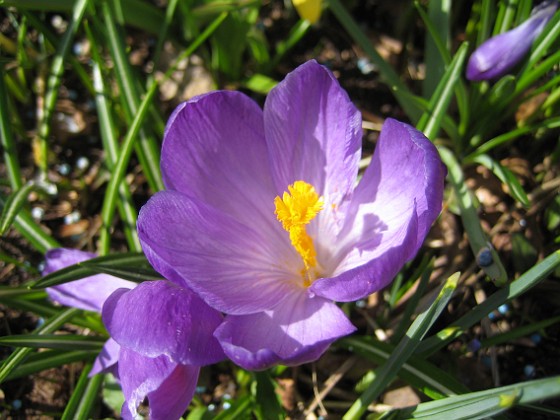 Krokus  
  
2011-04-15 047  
Granudden  
Färjestaden  
Öland