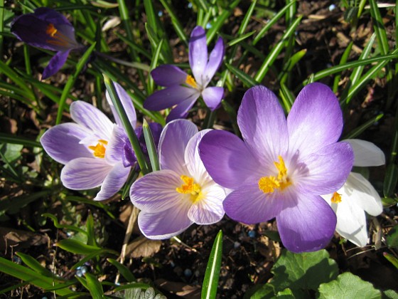 Krokus  
  
2011-04-15 050  
Granudden  
Färjestaden  
Öland