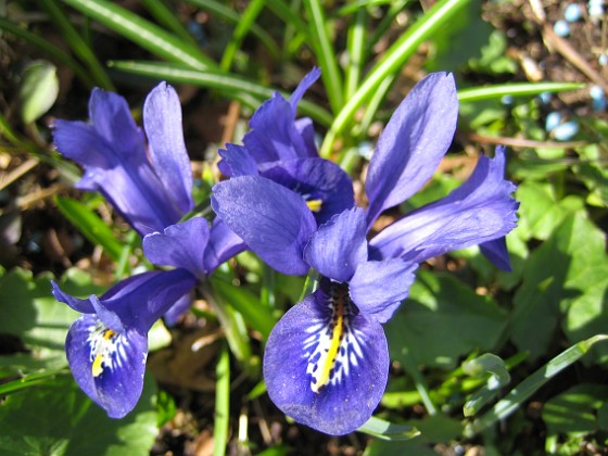 Iris  
  
2011-04-15 051  
Granudden  
Färjestaden  
Öland