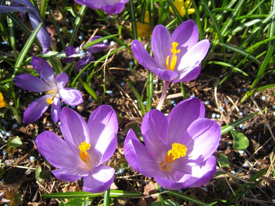 Krokus  
  
2011-04-15 052  
Granudden  
Färjestaden  
Öland