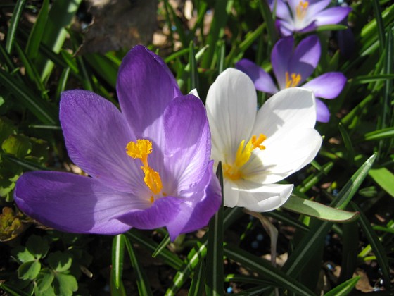 Krokus  
  
2011-04-15 053  
Granudden  
Färjestaden  
Öland