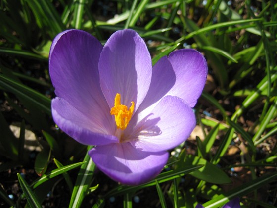 Krokus  
  
2011-04-15 055  
Granudden  
Färjestaden  
Öland