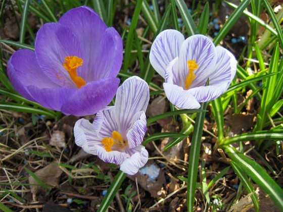 Krokus  
  
2011-04-15 057  
Granudden  
Färjestaden  
Öland