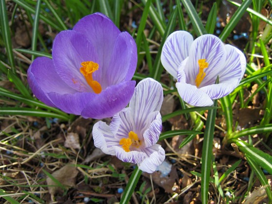 Krokus  
  
2011-04-15 058  
Granudden  
Färjestaden  
Öland