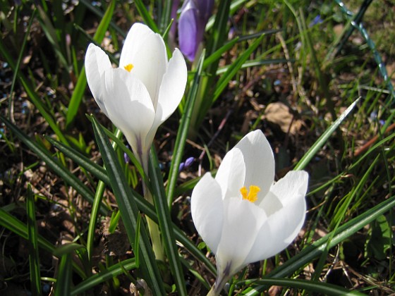 Krokus  
  
2011-04-15 059  
Granudden  
Färjestaden  
Öland