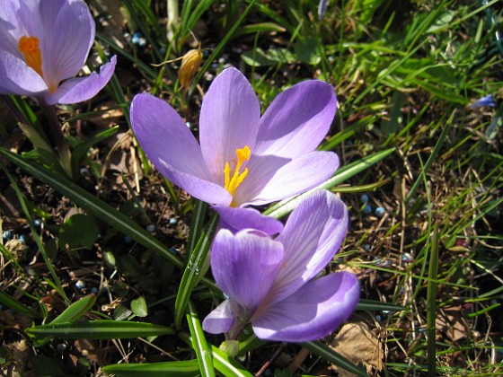 Krokus  
  
2011-04-15 060  
Granudden  
Färjestaden  
Öland