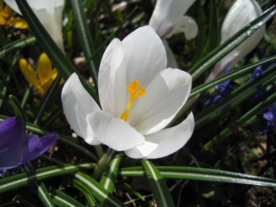 Krokus  
  
2011-04-15 061  
Granudden  
Färjestaden  
Öland