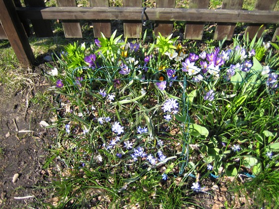 Krokus  
  
2011-04-15 067  
Granudden  
Färjestaden  
Öland