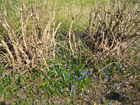 Scilla  
  
2011-04-15 088  
Granudden  
Färjestaden  
Öland