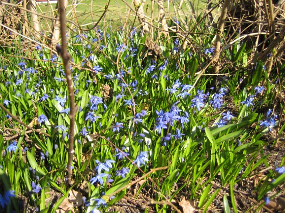 Scilla  
  
2011-04-15 089  
Granudden  
Färjestaden  
Öland