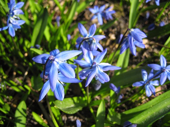 Scilla