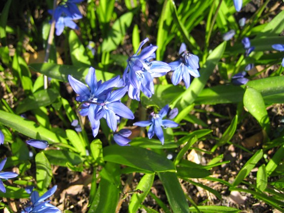 Scilla 
