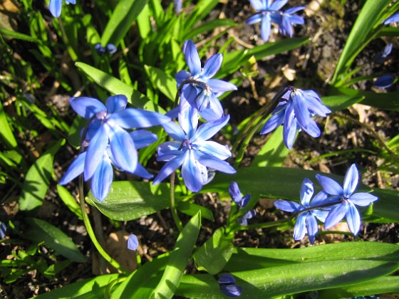 Scilla 
