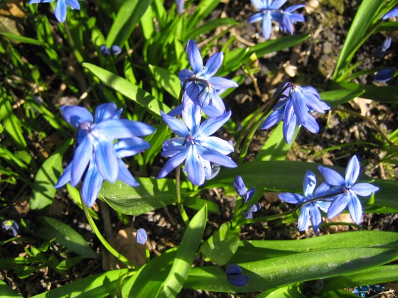 Scilla {  } 