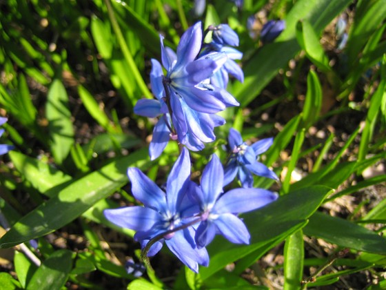 Scilla