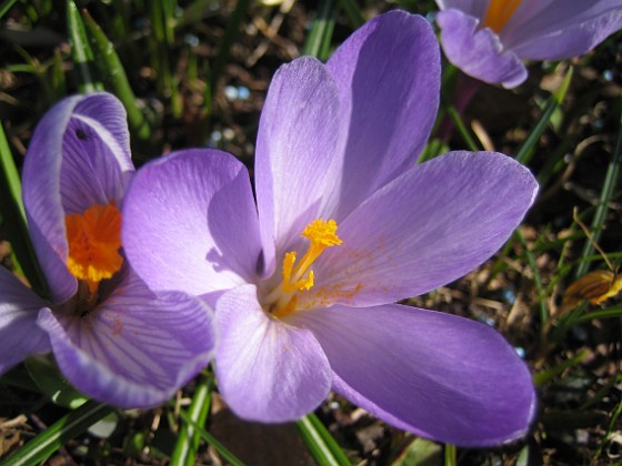 Krokus  
  
2011-04-15 098  
Granudden  
Färjestaden  
Öland