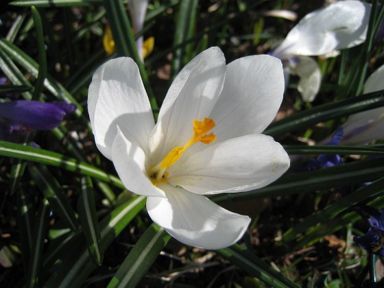 Krokus  
  
2011-04-15 099  
Granudden  
Färjestaden  
Öland