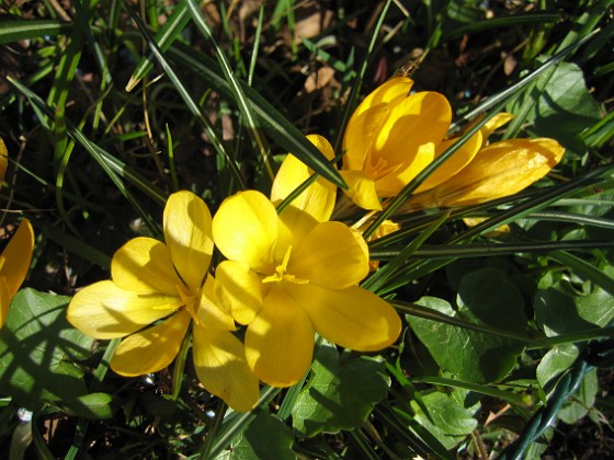 Krokus  
  
2011-04-15 100  
Granudden  
Färjestaden  
Öland