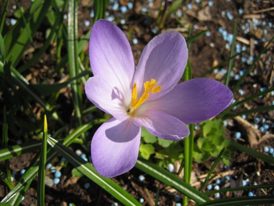 Krokus  
  
2011-04-15 101  
Granudden  
Färjestaden  
Öland