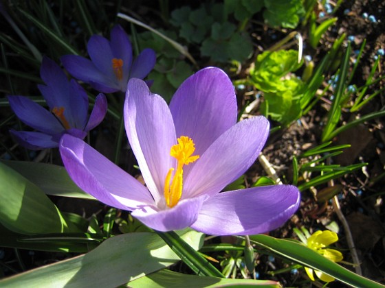 Krokus  
  
2011-04-15 102  
Granudden  
Färjestaden  
Öland