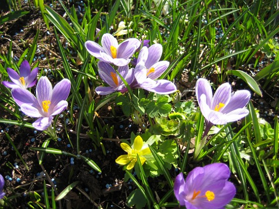 Krokus  
  
2011-04-15 103  
Granudden  
Färjestaden  
Öland