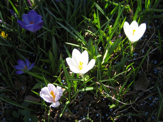 Krokus  
  
2011-04-15 104  
Granudden  
Färjestaden  
Öland