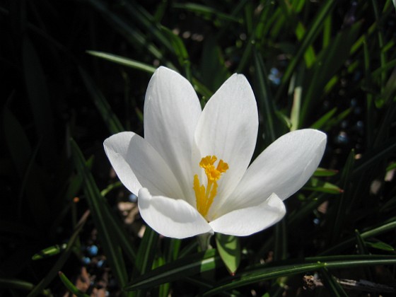 Krokus  
  
2011-04-15 105  
Granudden  
Färjestaden  
Öland